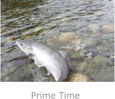 Prime Time