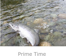 Prime Time